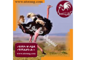 قیمت شترمرغ مولد ؛ فروش شترمرغ مولد - طیور قیمت شترمرغ مولد ؛ فروش شترمرغ مولد - طیور