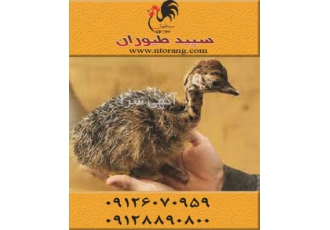 قیمت جوجه شترمرغ یک ماهه ، فروش جوجه شترمرغ قیمت جوجه شترمرغ یک ماهه ، فروش جوجه شترمرغ