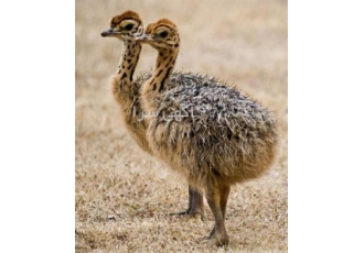 فروش جوجه شترمرغ 2 ماهه و 3 ماهه فروش جوجه شترمرغ 2 ماهه و 3 ماهه