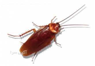 سمپاشی کنه کبوتری سمپاشی کنه کبوتری