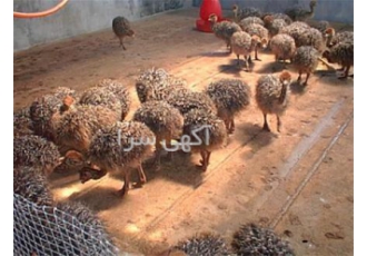 پیش فروش شترمرغ های سال 99 - طیور پیش فروش شترمرغ های سال 99 - طیور