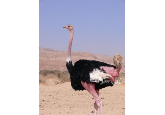 شترمرغ یک ماهه - طیور ، واکسن خورده شترمرغ یک ماهه - طیور ، واکسن خورده