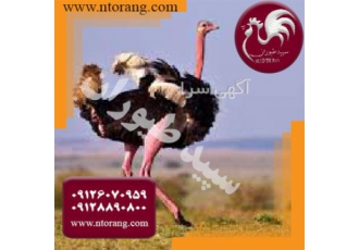 فروش شترمرغ گردن آبی کانادایی ، فروش شترمرغ فروش شترمرغ گردن آبی کانادایی ، فروش شترمرغ