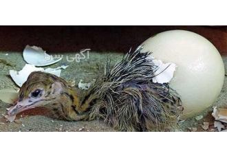 فروش مستقیم و بدون واسطه جوجه شترمرغ برای صادرات فروش مستقیم و بدون واسطه جوجه شترمرغ برای صادرات