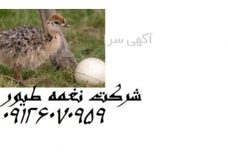 فروش شترمرغ گردن آبی . قیمت شتر مرغ گردن آبی فروش شترمرغ گردن آبی . قیمت شتر مرغ گردن آبی