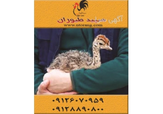 خرید و فروش شترمرغ در سنین مختلف - طیور خرید و فروش شترمرغ در سنین مختلف - طیور