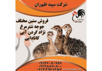 جوجه شترمرغ - قیمت شترمرغ یکروزه - طیور جوجه شترمرغ - قیمت شترمرغ یکروزه - طیور