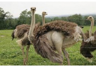 شترمرغ ده روزه و بیست روزه تحویل سراسر کشور - طیور شترمرغ ده روزه و بیست روزه تحویل سراسر کشور - طیور