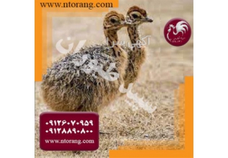 فروش جوجه -  فروش جوجه شترمرغ - طیور فروش جوجه -  فروش جوجه شترمرغ - طیور