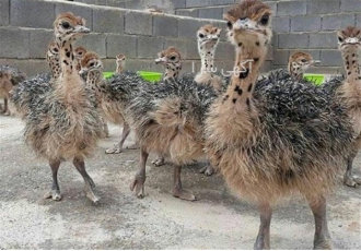 فروش فروش جوجه شترمرغ کانادایی و آفریقایی - طیور فروش فروش جوجه شترمرغ کانادایی و آفریقایی - طیور