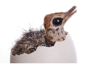 پیش فروش شترمرغ کانادایی پیش فروش شترمرغ کانادایی