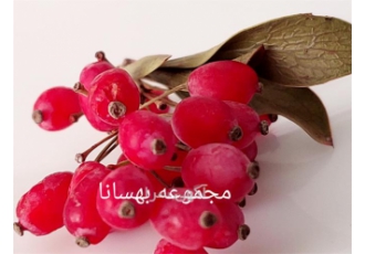 فروش زرشک صادراتی امسالی درجه یک