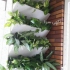 اجرای دیوار سبز فلاور باکس green wall در آستانه اشرفیه اجرای دیوار