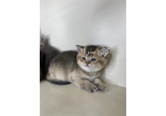 بچه گربه بریتیش بچه گربه اسکاتیش گربه اسکاتیش فولد بچه گربه بریتیش بچه گربه اسکاتیش گربه اسکاتیش فولد