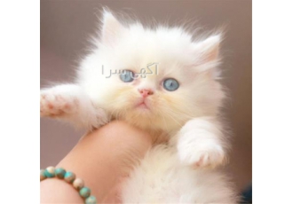 پرشین کت سفید چشم آبی توپولو در تهران گربه های پرشین بسیار زیبا و اصیل