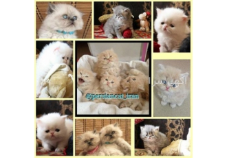 بیش از 50 عدد انواع نژاد بچه گربه اصیل و شجره دار بیش از 50 عدد انواع نژاد بچه گربه اصیل و شجره دار