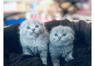 فروش بچه گربه بریتیش لانگ هیر با قیمت مناسب فروش بچه گربه بریتیش لانگ هیر با قیمت مناسب