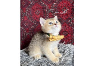 خرید بچه گربه معمولی ارزان گربه وارداتی در تهران تلگرام مارو دیدی چقدر