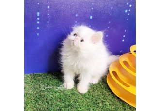 گربه پرشین سفید ، زیبا گربه پرشین سفید ، زیبا