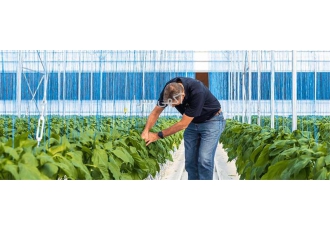 نخ مخصوص گلخانه - فروش نخ گلخانه ویژه نخ مخصوص گلخانه - فروش نخ گلخانه ویژه