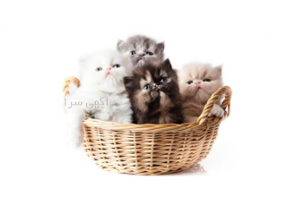 فروش توله پرشین کت های خاص فروش توله پرشین کت های خاص