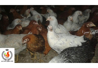 فروش ویژه جوجه مرغ یکروزه/نیمچه مرغ محلی بومی تخمگذار ✅گروه تحقیقاتی