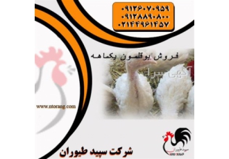 فروش جوجه یک روزه بوقلمون - طیور قیمت روز فروش جوجه یک روزه بوقلمون - طیور قیمت روز