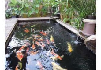 پکینگ بیو بال زیستی پکینگ بیو بال زیستی