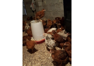 فروش جوجه محلی یکروزه و یکماهه فروش جوجه محلی یکروزه و یکماهه