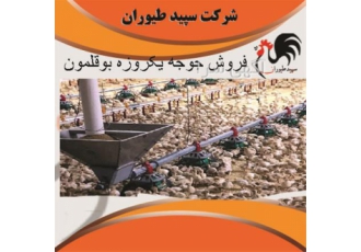 بوقلمون واکسینه بوقلمون واکسینه