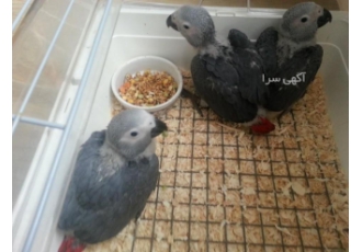 تخم نطفه دار طوطی کاسکو . طاوس . عروس هلندی . کاکادو تخم نطفه دار طوطی کاسکو . طاوس . عروس هلندی . کاکادو