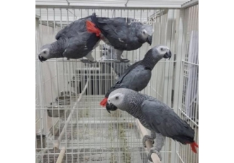 فروش تخم نطفه دار طوطی کاسکو دم قرمز فروش تخم نطفه دار طوطی کاسکو دم قرمز