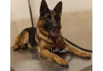 خدمات دامپزشکی سیار ، دامپزشک در محل خدمات دامپزشکی سیار ، دامپزشک در محل