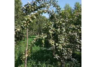 خرید فروش انواع نهال خرید فروش انواع نهال