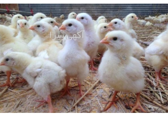 فروش جوجه گوشتی راس- طیور-طیور فروش جوجه گوشتی راس- طیور-طیور