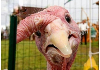 عرضه مستقیم گوشت بوقلمون تازه بدون واسطه عرضه مستقیم گوشت بوقلمون تازه بدون واسطه