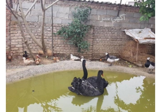 فروش تخم قو نطفه دار - نژاد سفید گنگ مشکی فروش تخم قو نطفه دار - نژاد سفید گنگ مشکی