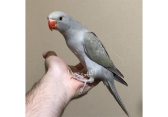 خرید و فروش تخم نطفه دار ملنگو خرید و فروش تخم نطفه دار ملنگو