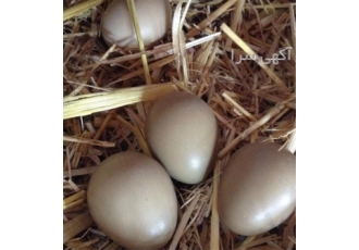 فروش تخم کبک مناسب برای جوجه کشی کبک یک روزه فروش تخم کبک مناسب برای جوجه کشی کبک یک روزه