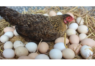 قیمت تخم نطفه دار مرغ گلپایگانی و قیمت تخم نطفه دار جهادی قیمت تخم نطفه دار مرغ گلپایگانی و قیمت تخم نطفه دار جهادی