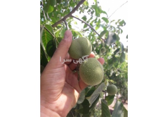 عرضه قلم گردو نژاد خوشه ای اسرائیلی تضمینی گلدانی در ساری عرضه قلم گردو