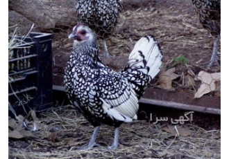 فروش و پخش تخم نطفه دار مرغ های زینتی فروش و پخش تخم نطفه دار مرغ های زینتی