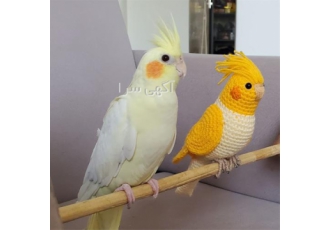 فروش تخم نطفه دار عروس هلندی نطفه داران فروش تخم نطفه دار عروس هلندی نطفه داران