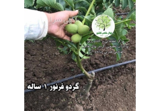 نهال گردو خوشه ای کاشت و فروش