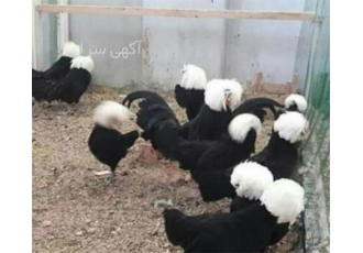 فروش تخم نطفه دار مرغ لهستانی وارداتی اصل