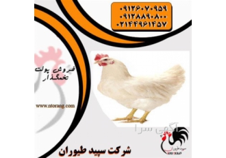 قیمت مرغ تخم گذار صنعتی اصولی و پرورشی - طیور قیمت مرغ تخم گذار صنعتی اصولی و پرورشی - طیور