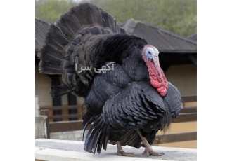 تخم نطفه دار بوقلمون_برنز تخم نطفه دار بوقلمون_برنز