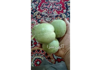 فروش نهال گردو ژنوتیپ درجه یک