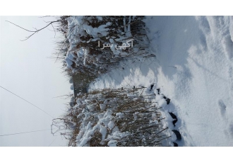 فروش نهال گردو درجه یک فروش نهال گردو درجه یک