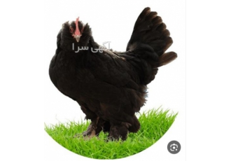 فروش تخم و جوجه مرندی قره سی فروش تخم و جوجه مرندی قره سی